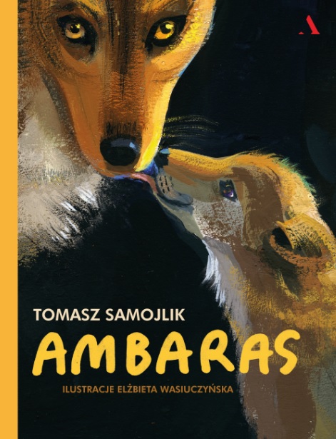 "Ambaras" Tomasz Samojlik